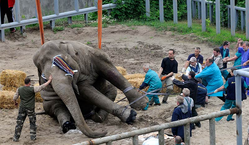 Файл:Слон Бой.jpg