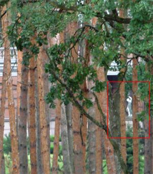 Клюев Андрей имения 8.jpg